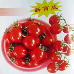 供应红提—小番茄种子