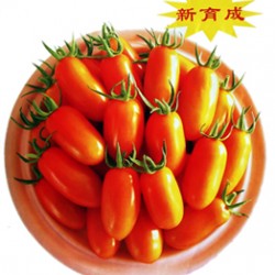 供应金妃—小番茄种子