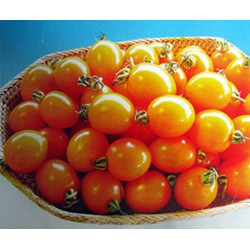 供应金串—小番茄种子