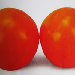 供应金光—番茄种子
