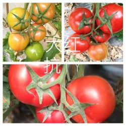 抗TY红果番茄—番茄种子