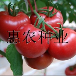 供应靓粉番茄种子（高抗TY病毒）—番茄种子