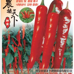 供应韩国金塔系列辣椒种子