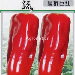 辣椒种子-秋抗巨红