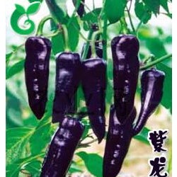 供应紫龙 F1_紫色尖椒种子