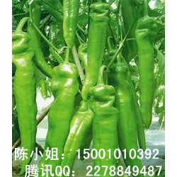 供应金牛角LJ-001—辣椒种子