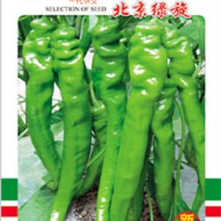 供应北京绿旋—辣椒种子