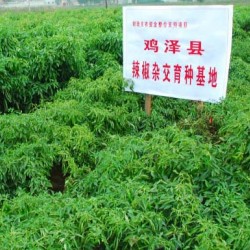 供应高产优质多用途辣椒——红丰一号辣椒种子