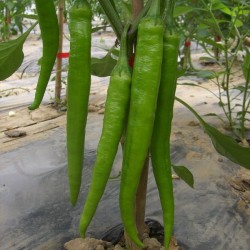 供应杭椒、眉豆、南瓜等各种蔬菜
