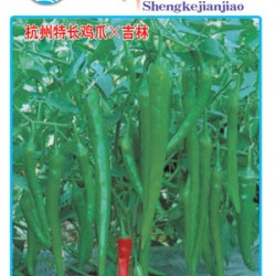 供应嵊科尖椒（杭州特长鸡爪*吉林）—辣椒种子