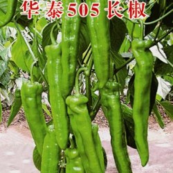 供应华泰505—长椒种子