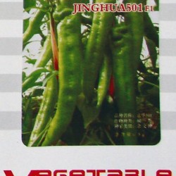 供应京华501F1—长椒种子