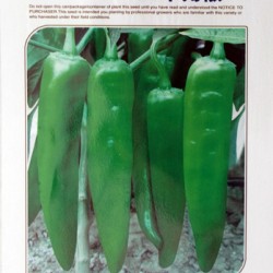 供应124牛角椒—辣椒种子