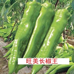 供应旺美长椒王—尖椒种子