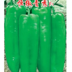 供应恒椒青秀—辣椒种子