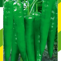 供应绿亮椒王—辣椒种子