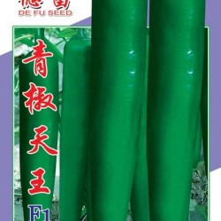 供应青椒天王—辣椒种子