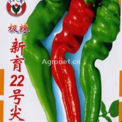 供应新育22号尖椒--辣椒种子