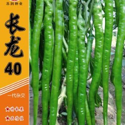 供应长龙40—辣椒种子