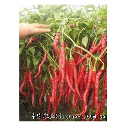 供应高科干红7号—辣椒种子