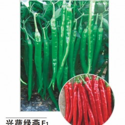 供应兴蔬绿燕F1—辣椒种子