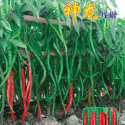 供应神龙线椒—辣椒种子