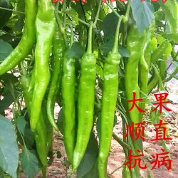 供应领域（36-78）辣椒种子