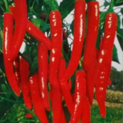 供应金红—辣椒种子
