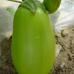 供应绿茄新品种"海花茄六号”种子