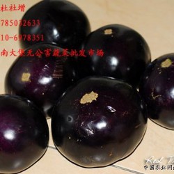 大量供应优质紫色皮圆茄子
