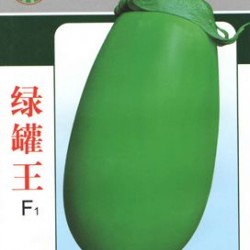 供应绿罐王—茄子种子