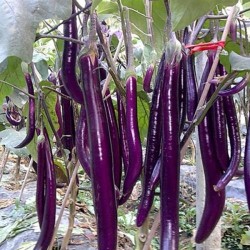 供应紫长茄子苗