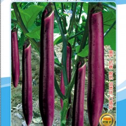 供应桂玺紫红长茄858—茄子种子