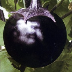 供应黑霸—茄子种子