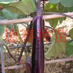 供应紫帅—茄子种子