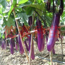 供应紫帅2号—茄子种子