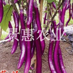 供应紫旺—长茄种子