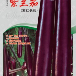 供应紫兰茄—茄子种子