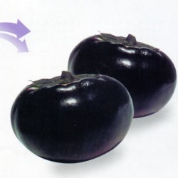 供应日本黑又亮—茄子种子