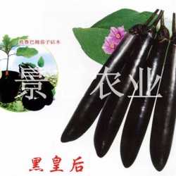 供应黑皇后—长茄种子