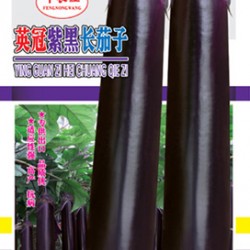 供应英冠紫黑长茄子—茄子种子