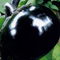 供应长茄种子-黑冠早生