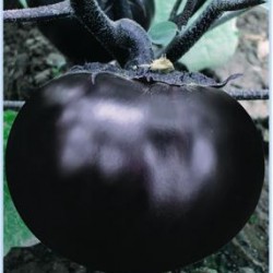 供应特丽黑—茄子种子