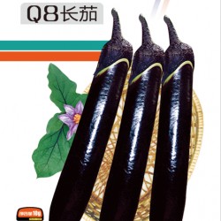 供应Q8长茄-茄子种子