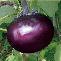 供应紫霸王圆茄—茄子种子