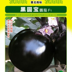 供应黑圆宝—茄子种子