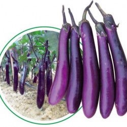 供应农富410紫长茄—茄子种子