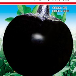 供应九叶黑霸—茄子种子