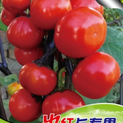 供应火红长寿果—茄子种子