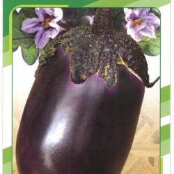 供应紫微三号——茄子种子